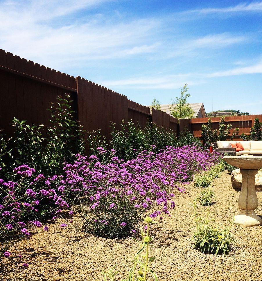 A garden with purple flowers and a bird bath