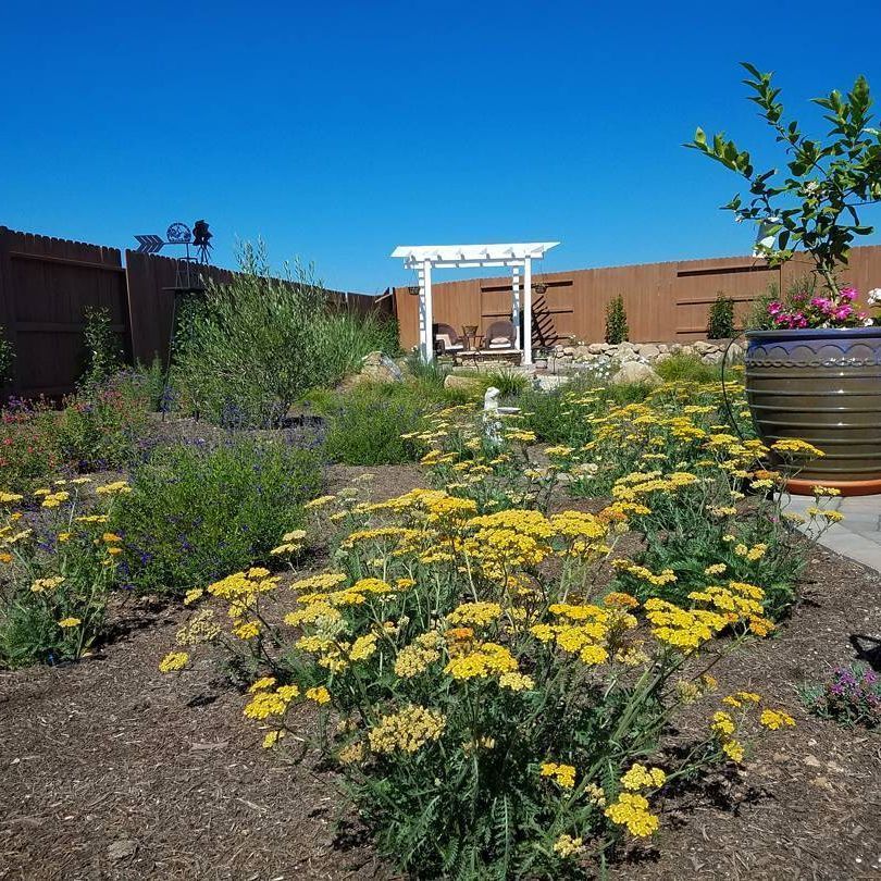 A garden with yellow flowers and a white pergola