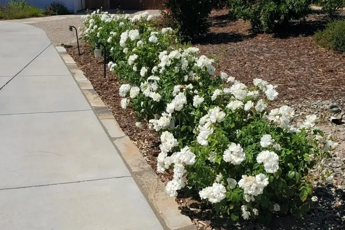 A row of white flowers along the side of a road