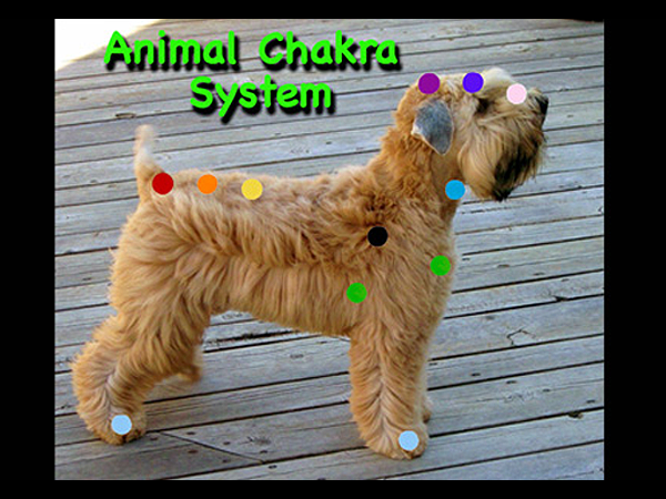 animal chakra points