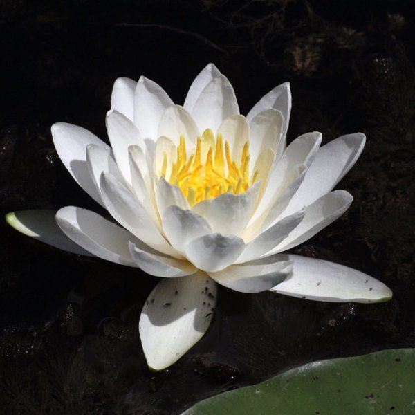 Reiki