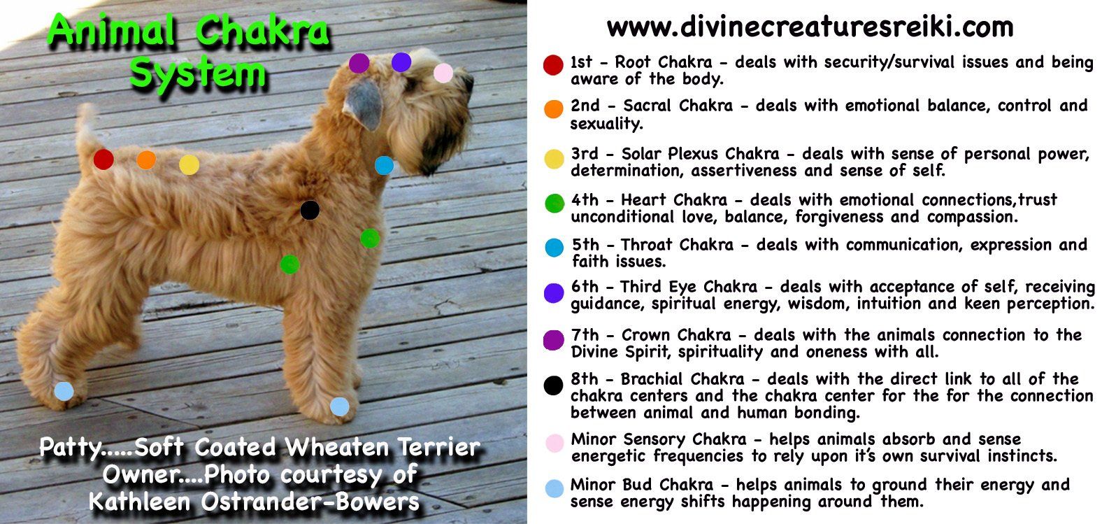 Dog Chakras