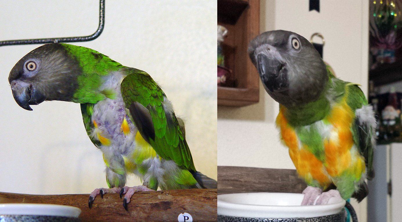Reiki Therapy on a parrot