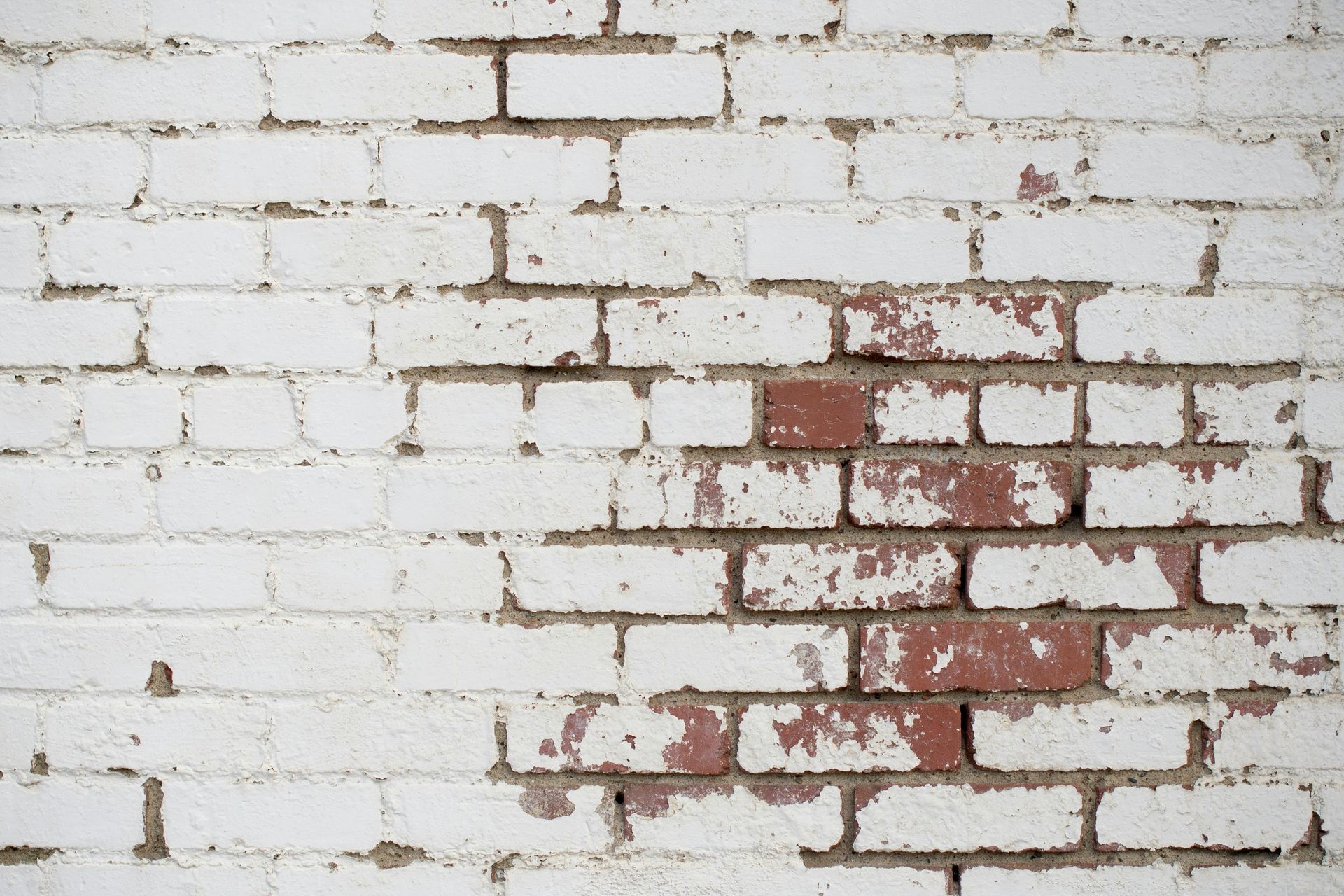 Mold Damage Repair