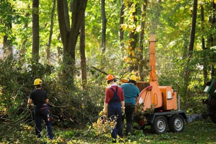 Arborist crew chipping branches in a forest; orange wood chipper, wearing helmets.