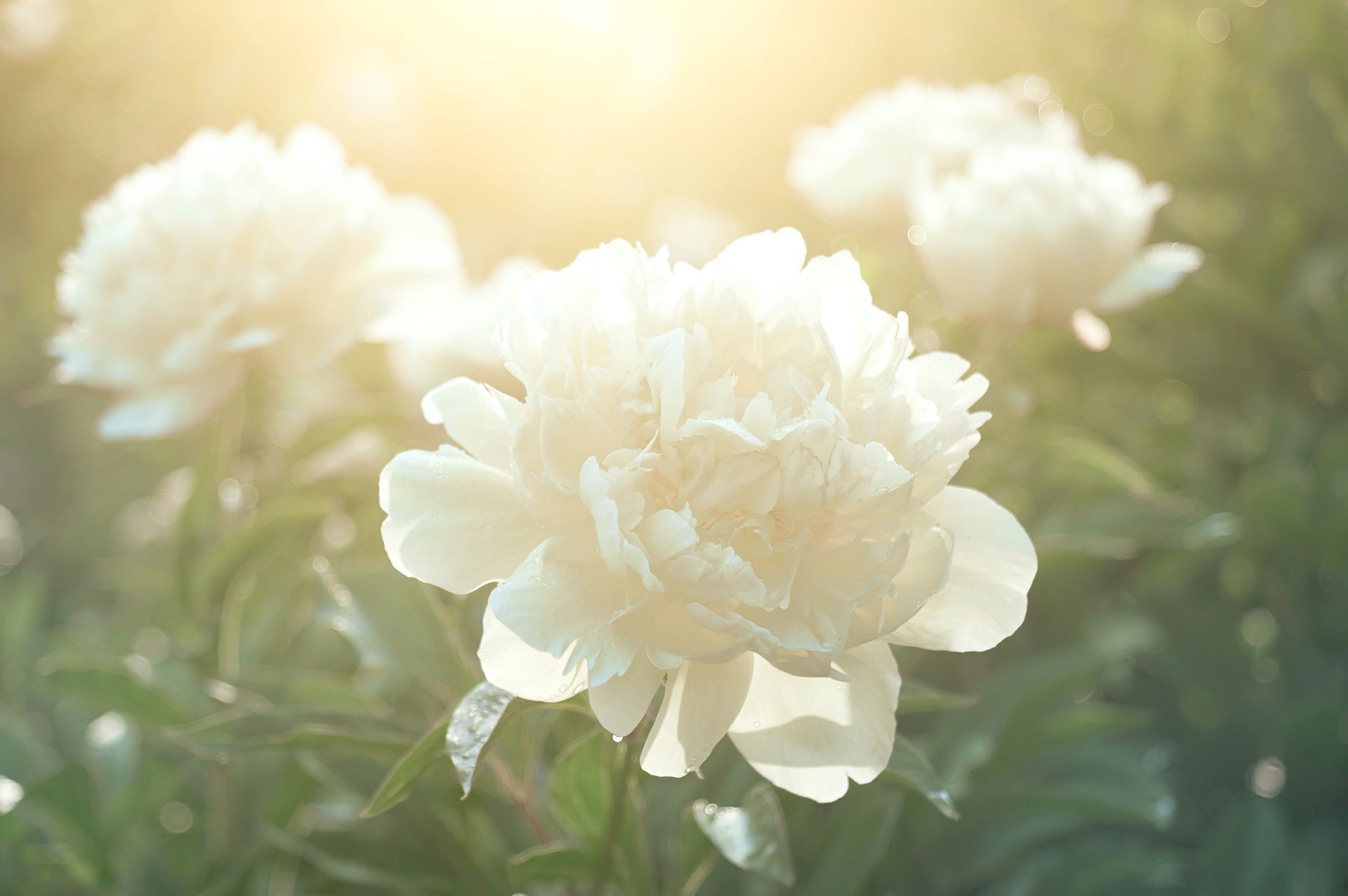 a bunch of white roses are growing on a tree .