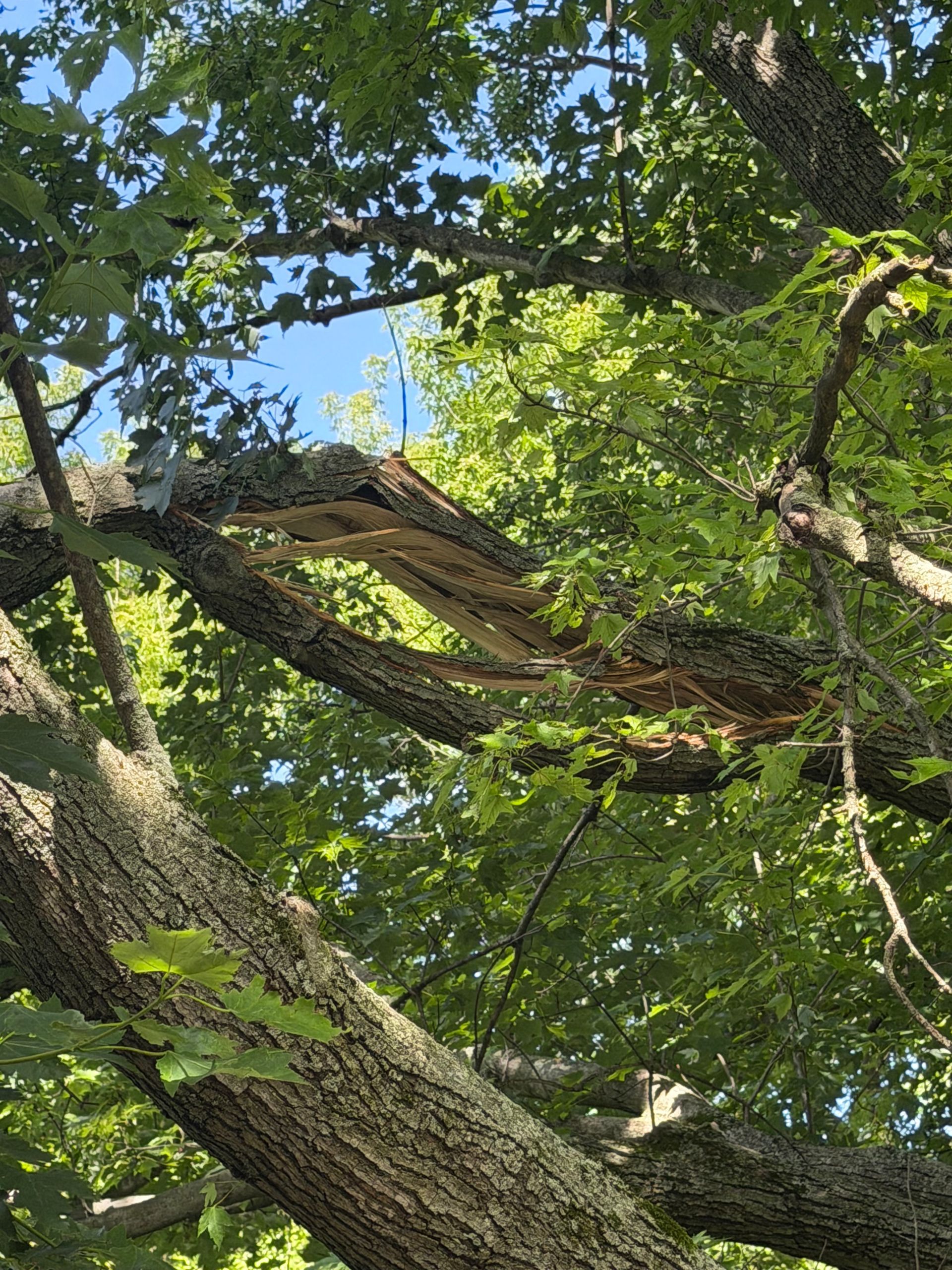 Large tree branches with green leaves and a woven hammock beneath a blue sky