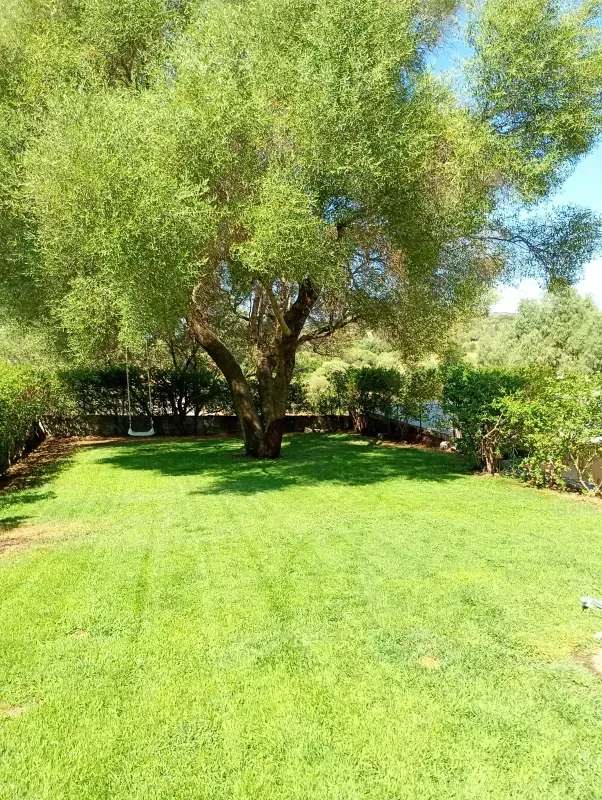 MANUTENZIONE AREE VERDI E POTATURA ALBERI