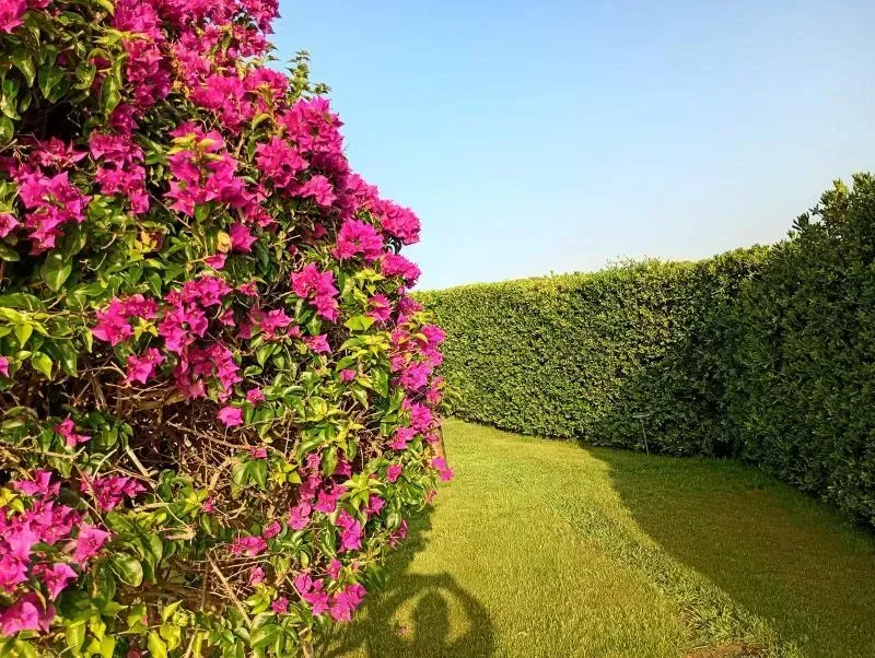 PROGETTAZIONE E REALIZZAZIONE GIARDINI