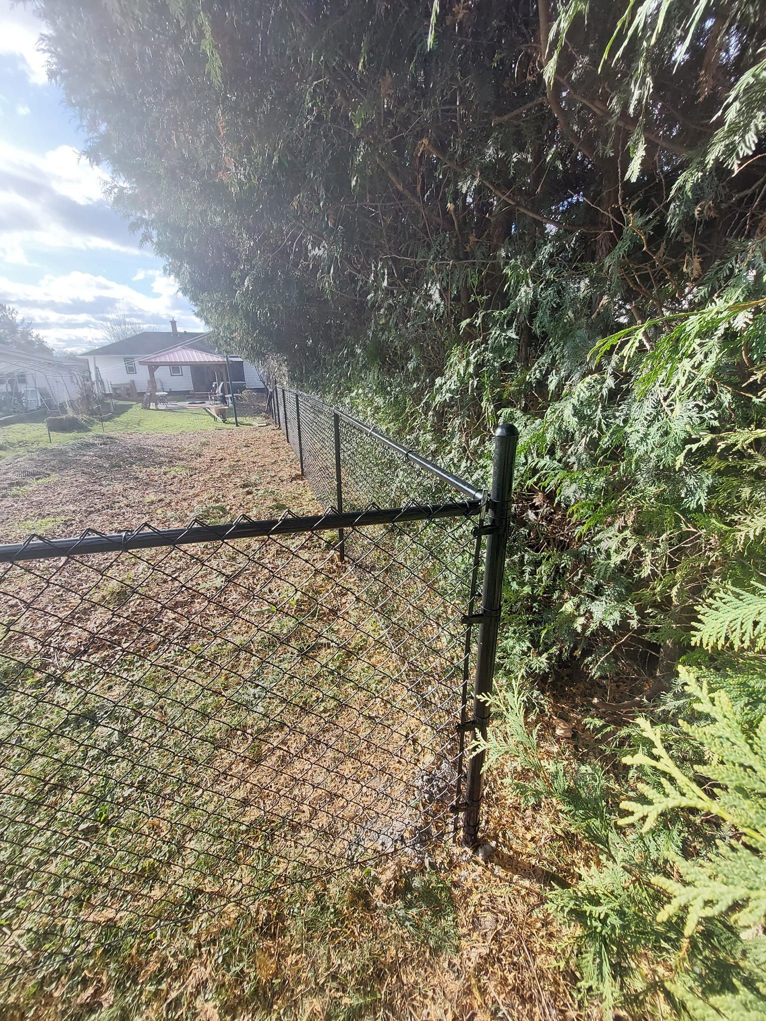 A black metal fence next to a dense, green hedge in a yard with a house in the distance.