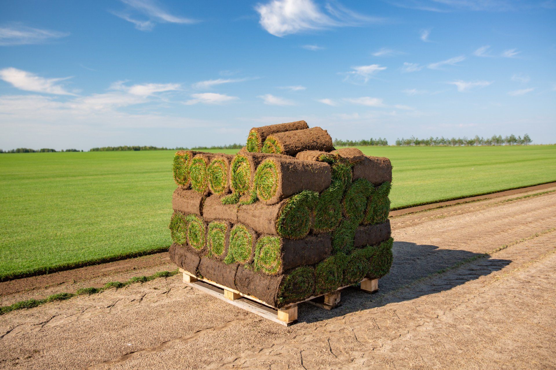 New Rolled Sod | Longmont, CO | Sunny Slope Sod Farm LLC