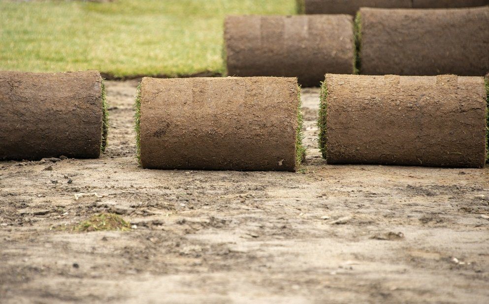 Applying Turf Rolls | Longmont, CO | Sunny Slope Sod Farm LLC