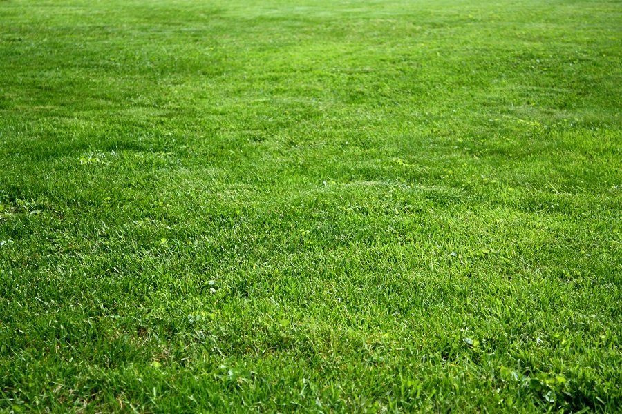 Freshly Cut Bluegrass | Longmont, CO | Sunny Slope Sod Farm LLC