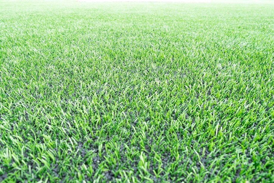 Green Grass Lawn Field | Longmont, CO | Sunny Slope Sod Farm LLC