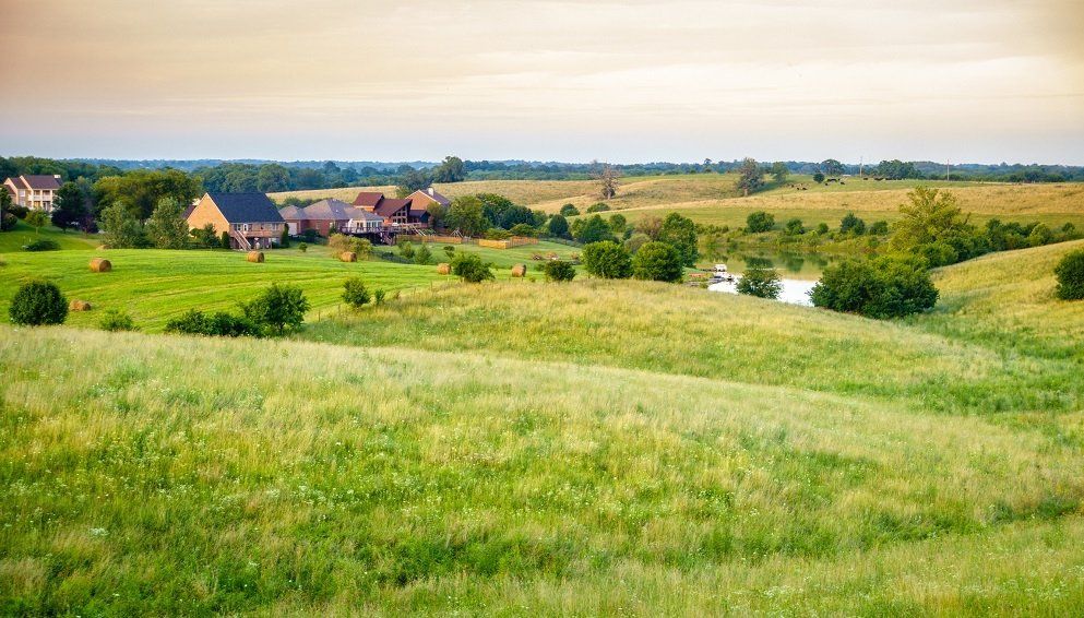 Clean Bluegrass | Longmont, CO | Sunny Slope Sod Farm LLC