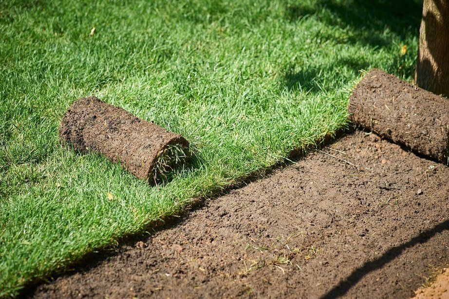 New Lawn Using Roll Grass | Longmont, CO | Sunny Slope Sod Farm LLC