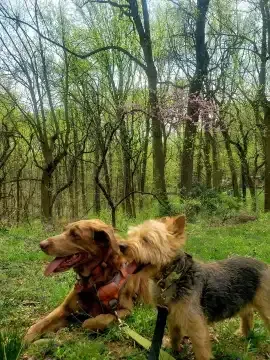 Best trails for dog hiking in Washington DC