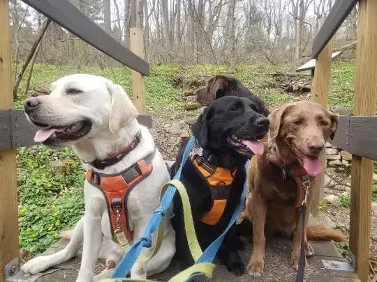 Dog adventures and playgroups