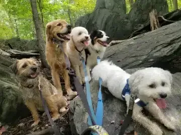 Dog Daycare Comparison