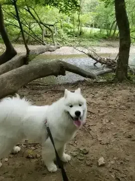 Hiking and running with dogs