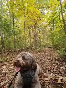 Hiking in the woods with dogs