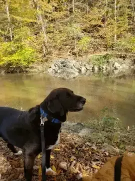 Hiking adventures for DC dogs