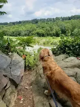 Dog Hiking Adventures; Alternative to dog walkers and dog daycare