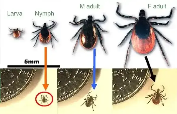 Finding ticks while hiking in Washington, DC