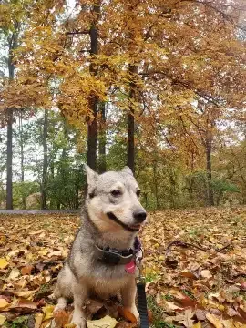 Fitness Adventures for Dogs