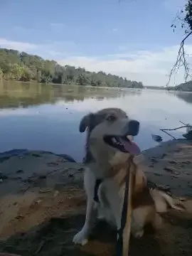 Best trails for dog adventures