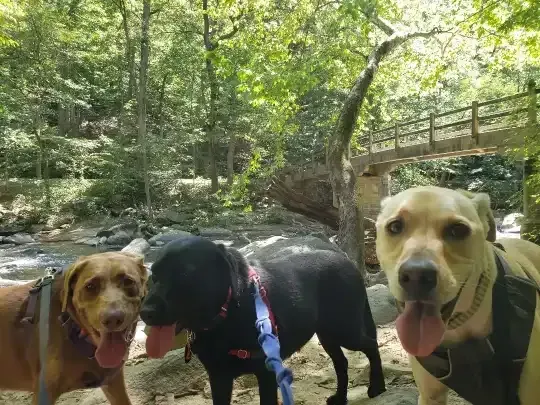 Dog  hiking adventures in Washington, DC