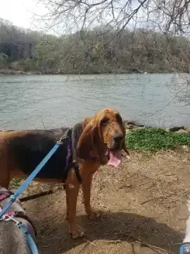 Happy Hiker Dog Adventures