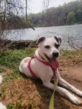 On-leash dog hikes