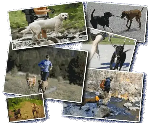 DC Dog Adventures