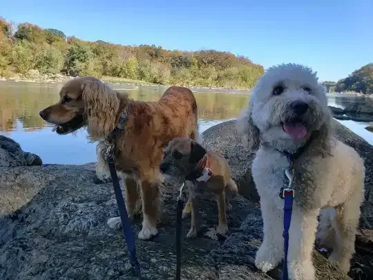 Dog Hiking Company in Washington, DC
