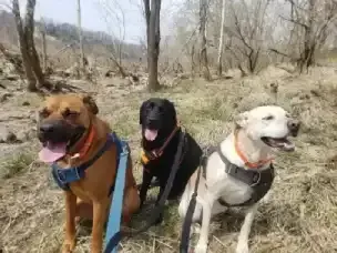 Strenuous dog hiking trails for dogs near Washington, DC