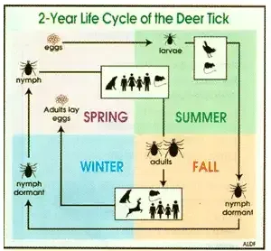 Ticks in the woods of Washington, DC