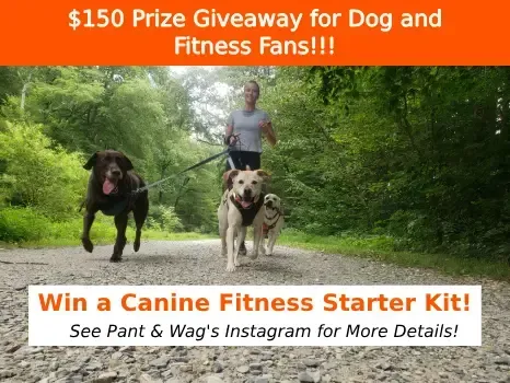 Canine Fitness Month Banner