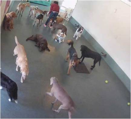 Dog Daycare in Washington, DC