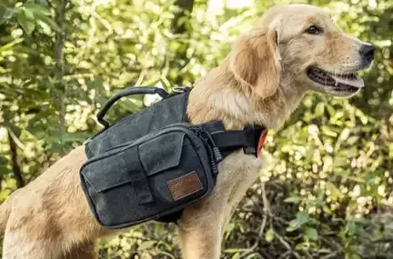dog hiking with backpack in Washington, DC