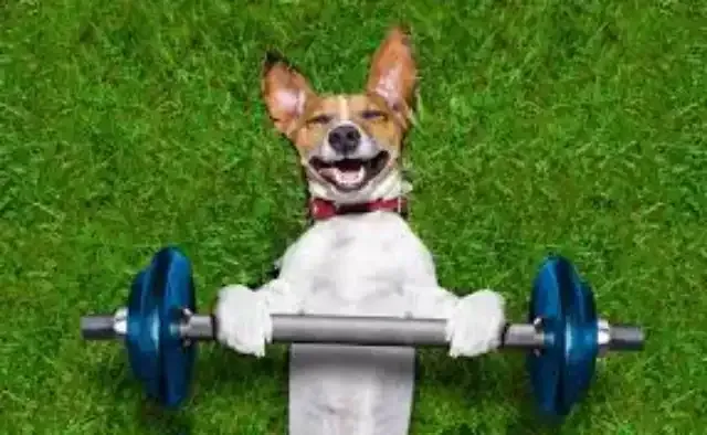 Dog Exercising in Washington, DC