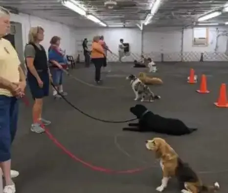Dogs sitting in a gym