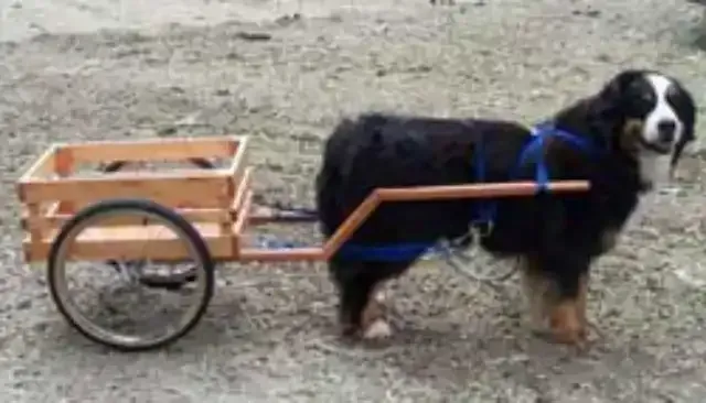 Bernese Mountain Dog Pulling Cart