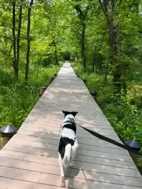 Dog on a 5 mile trail run