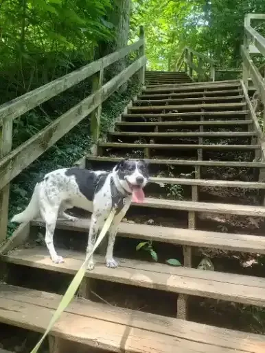 Dog climbing stairs for exercise