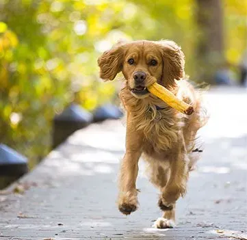 Dog Adventuring