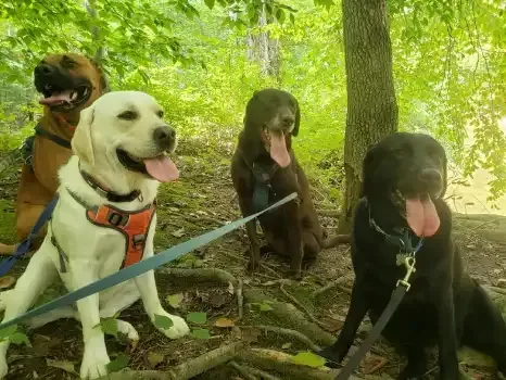 Dogs resting after exercise