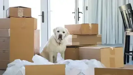 Moving to Washington DC with a Dog