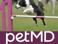 petMD dog agility logo