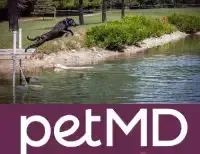 PetMD Dock Diving